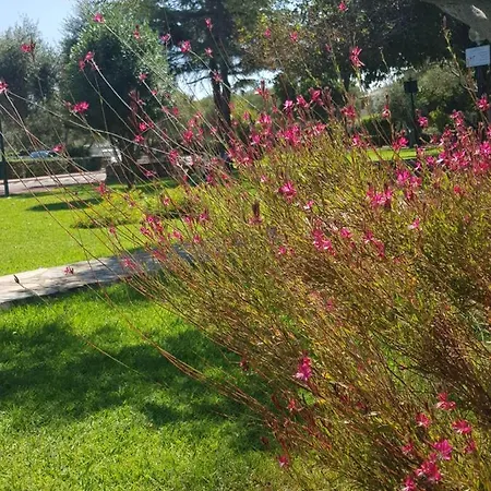 Apartmán Da Francesco Villaggio Degli Ulivi San Teodoro (Sardinia)